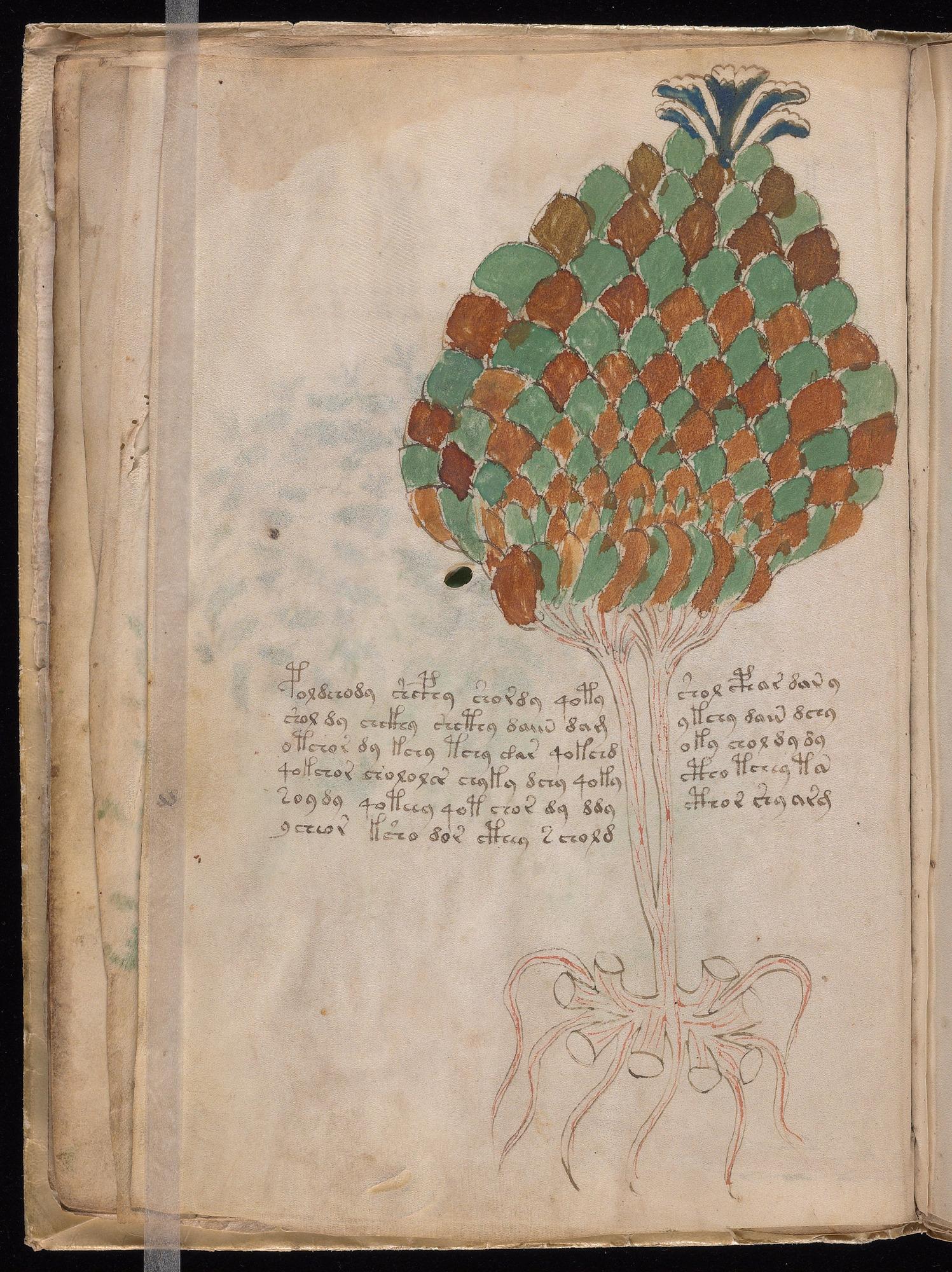 Herbal Page 22